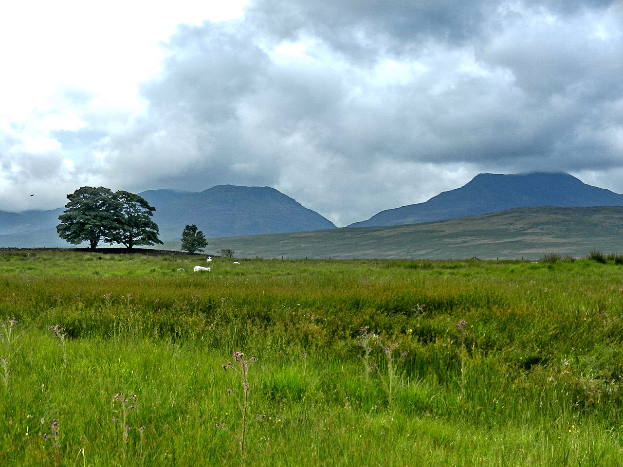 Trawsfynydd
